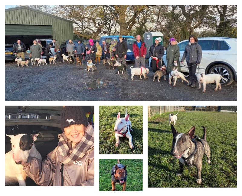 Bull Terrier Memory Fundraiser