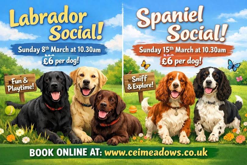 March Doggy Socials