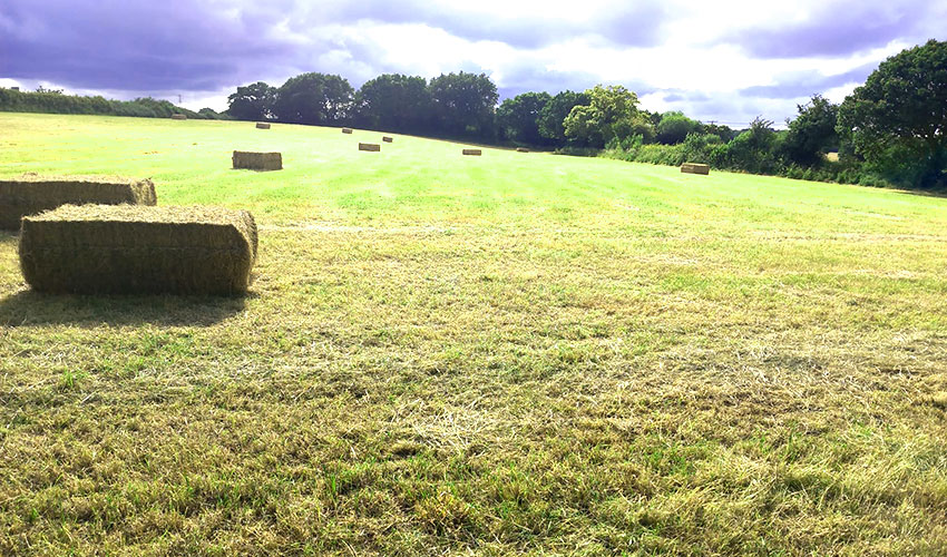 Cei Meadows Dog Park