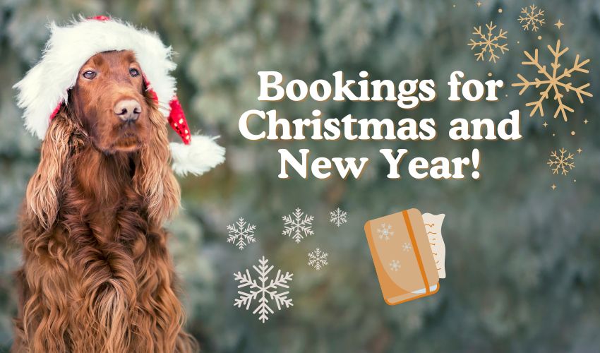 Festive Open Times at Cei Meadows
