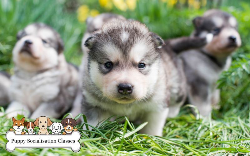 Puppy Classes at Cei Meadows
