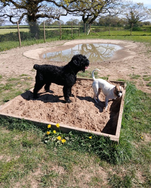 Cei Meadows Dog Park