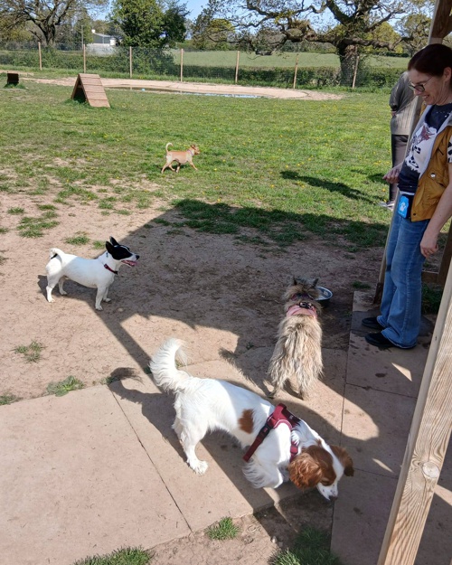 Cei Meadows Dog Park
