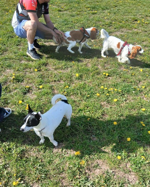 Cei Meadows Dog Park