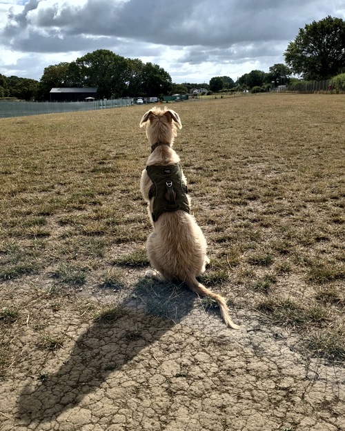 Cei Meadows Dog Park