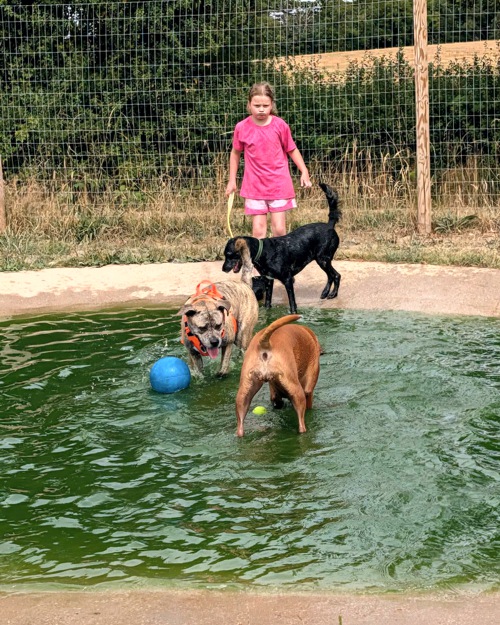 Cei Meadows Dog Park