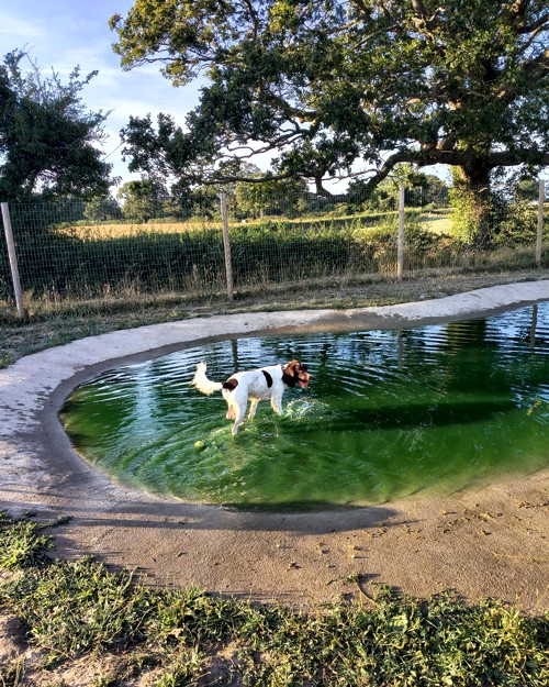 Cei Meadows Dog Park