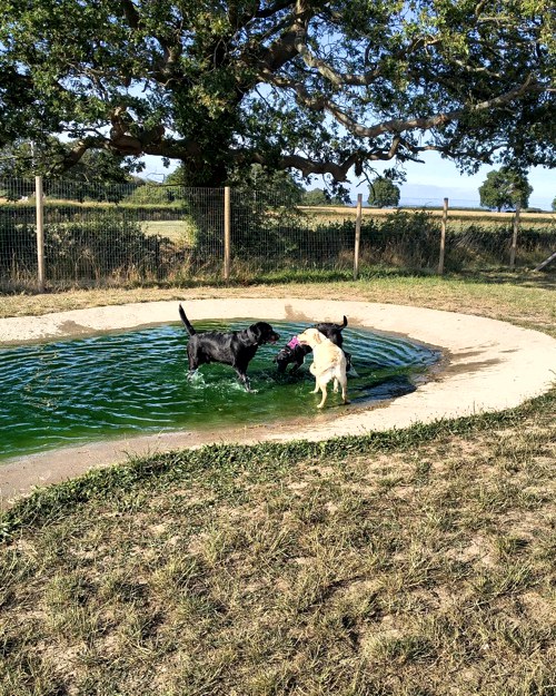 Cei Meadows Dog Park