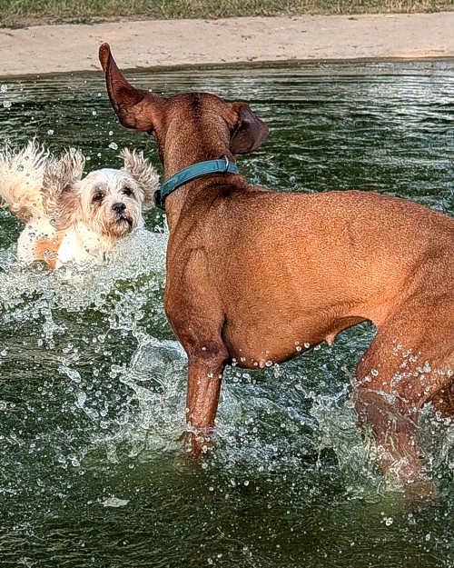 Cei Meadows Dog Park