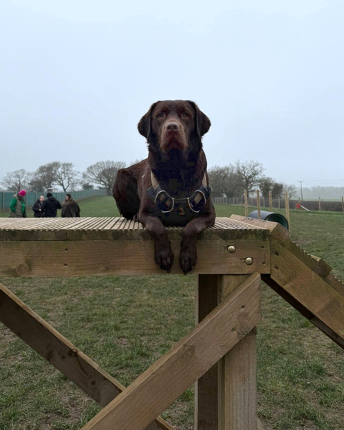 Cei Meadows Dog Park