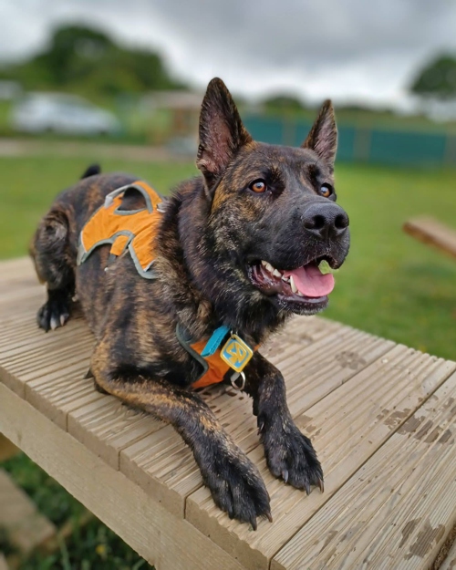 Cei Meadows Dog Park