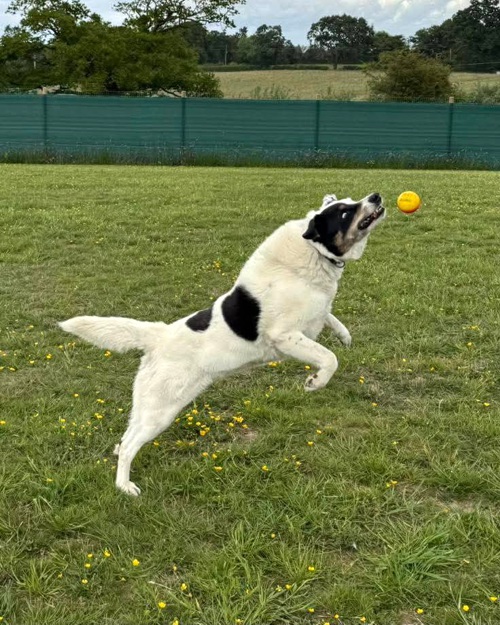 Cei Meadows Dog Park