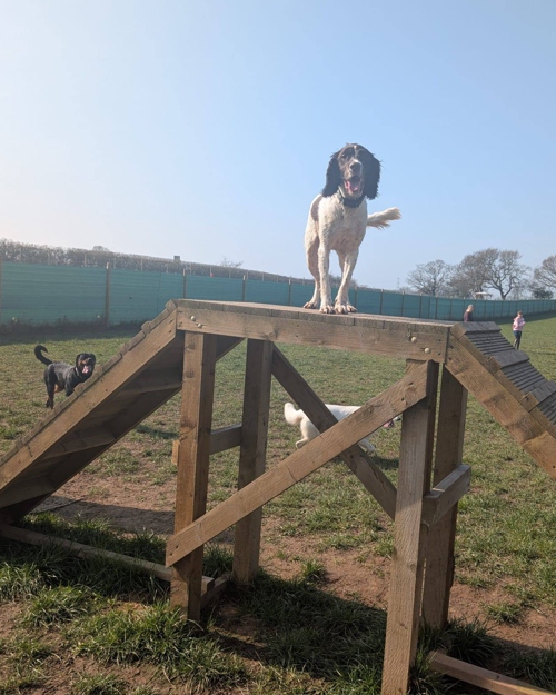 Cei Meadows Dog Park